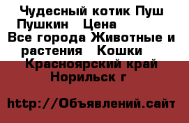 Чудесный котик Пуш-Пушкин › Цена ­ 1 200 - Все города Животные и растения » Кошки   . Красноярский край,Норильск г.